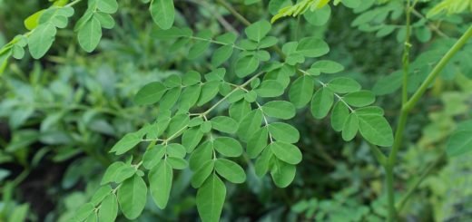 moringa